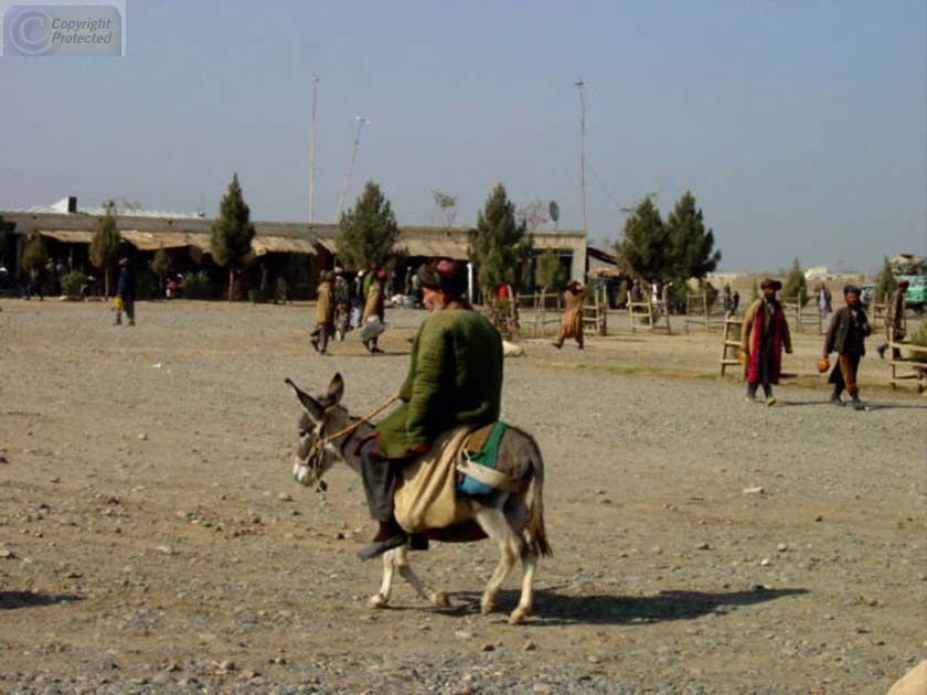 Donkey in Square